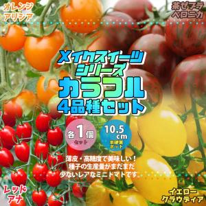 ITANSE 極甘メイクスイーツシリーズ 4品種カラフルセット ミニトマトの苗 野菜苗 自根苗 10.5cmポット 4個セット 送料無料 ミニトマト 苗 イタンセ公式｜itanse