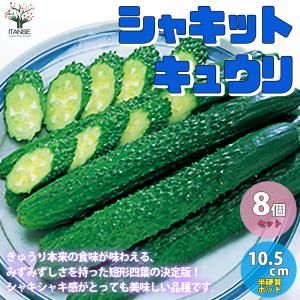 ITANSE キュウリの苗 シャキットきゅうり 野菜の苗 自根苗 10.5cmポット 8個セット 人気 送料無料 きゅうり 胡瓜 キュウリ 苗 イタンセ公式