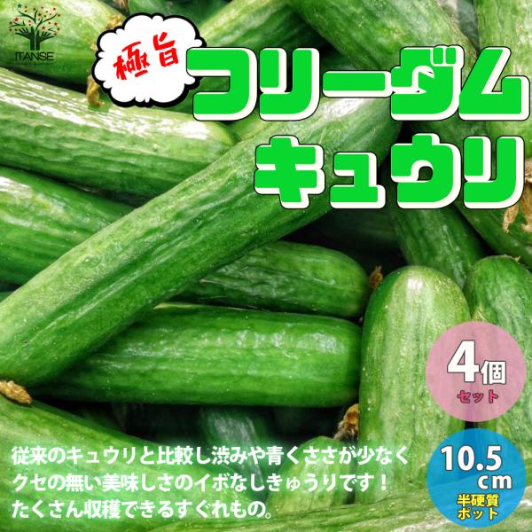 ITANSE キュウリの苗 極旨フリーダムきゅうり 野菜の苗 自根苗 10.5cmポット 4個セット...