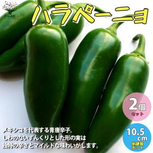ハラペーニョ 苗の商品一覧 通販 Yahoo ショッピング