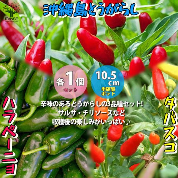 ITANSE とうがらしの苗 ハラペーニョ・タバスコ・沖縄島とうがらし 3種セット 辛味 野菜の苗 ...