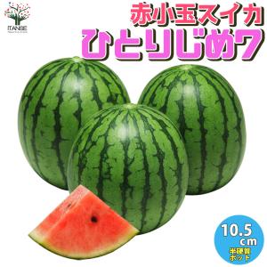 ITANSE スイカの苗 赤小玉スイカ ひとりじめ7 ひとりじめセブン