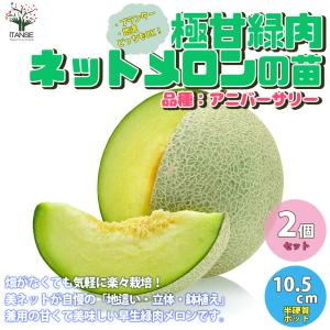 メロンの苗 らくらく極甘 緑肉ネットメロン プランターでも地這でもok 野菜苗 自根苗 10 5cmポット 2個セット 送料無料 めろん メロン 苗 Nae 野菜苗 植物 青果物販売のitanse 通販 Yahoo ショッピング