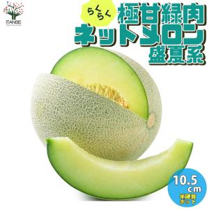 ITANSE メロンの苗 らくらく極甘 緑肉ネットメロン 盛夏系 野菜苗 自根苗 10.5cmポット 4個セット 送料無料 めろん メロン 苗 イタンセ公式｜itanse