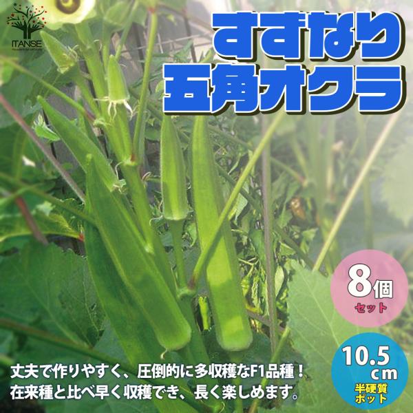 ITANSE オクラの苗 すずなり五角オクラ 野菜の苗 自根苗 10.5cmポット 8個セット 人気...