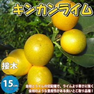 ライム苗木の商品一覧 通販 Yahoo ショッピング