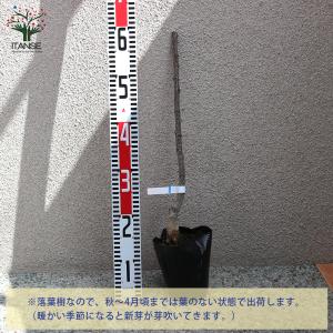 ITANSE 山椒の苗木 ぶどう山椒(ブドウサ...の詳細画像1