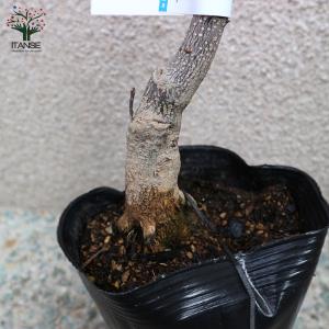 ITANSE 山椒の苗木 ぶどう山椒(ブドウサ...の詳細画像2