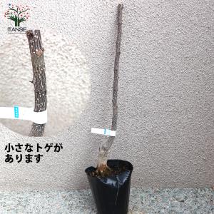 ITANSE 山椒の苗木 ぶどう山椒(ブドウサ...の詳細画像3