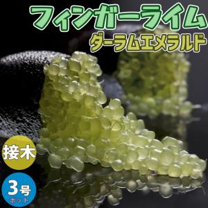 ITANSE フィンガーライムの苗 ダーラムエメ...の商品画像