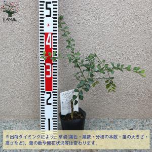 ITANSE フィンガーライムの苗 ダーラムエ...の詳細画像1