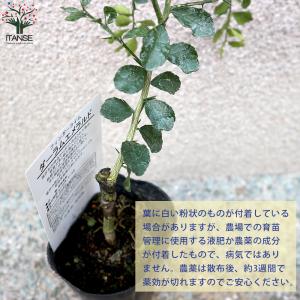 ITANSE フィンガーライムの苗 ダーラムエ...の詳細画像2