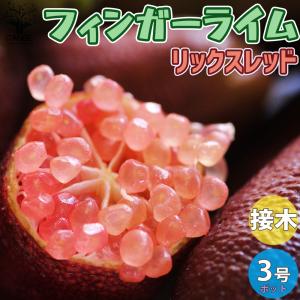 フィンガーライムの商品一覧 通販 Yahoo ショッピング