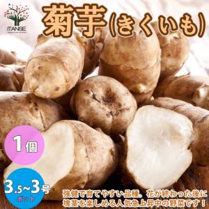 ITANSE キクイモ 野菜の苗 芽出し苗 9〜10.5cmポット苗 1個売り 人気 家庭菜園 簡単栽培 収穫 送料無料 イタンセ公式｜itanse