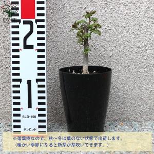 ITANSE 山椒の苗木 葉山椒 ハザンショウ...の詳細画像1