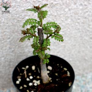 ITANSE 山椒の苗木 葉山椒 ハザンショウ...の詳細画像3