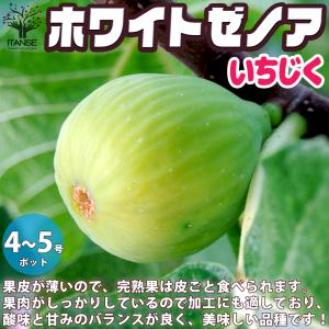 果樹苗】いちじく【ブラックケーキ】【苗木】（別名：ヌアール・ド