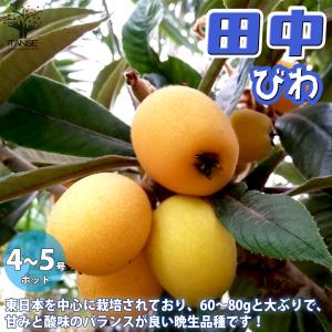 種苗登録ビワの木 BN21号 約1.5m 現品発送 特大植木苗木 大苗果樹 大
