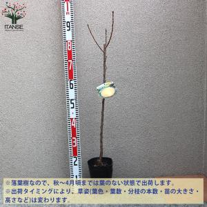 ITANSE あんずの苗木 信州大実 果樹の苗...の詳細画像1