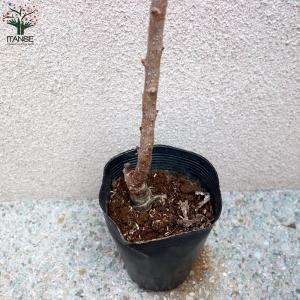 ITANSE あんずの苗木 信州大実 果樹の苗...の詳細画像2