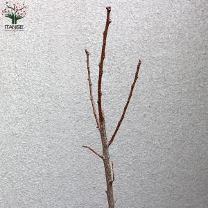 ITANSE あんずの苗木 信州大実 果樹の苗...の詳細画像3