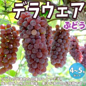 オレンジ 苗木 【日向夏 （ひゅうがなつ）】 3年生 接ぎ木 約1.0m 大苗