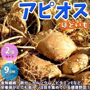 アピオスの苗 野菜の苗 芽出し苗 9cmポット 家庭菜園 簡単栽培 収穫の商品画像