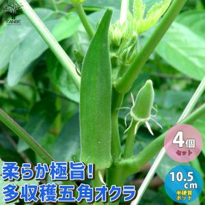 ITANSE オクラの苗 多収穫五角オクラ 柔らか極旨オクラ 野菜の苗 10.5cmポット 4個セット 人気 送料無料 おくら オクラ 苗 イタンセ公式｜itanse