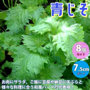ITANSE しその苗 青じそ 野菜の苗 7.5cmポット 8個セット 人気 送料無料 野菜苗 香味野菜 しそ 紫蘇 シソ 苗 イタンセ公式