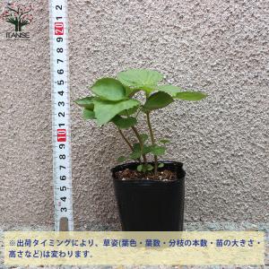 ITANSE しその苗 青じそ 野菜の苗 7....の詳細画像1