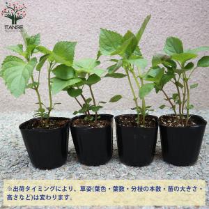 ITANSE しその苗 青じそ 野菜の苗 7....の詳細画像2