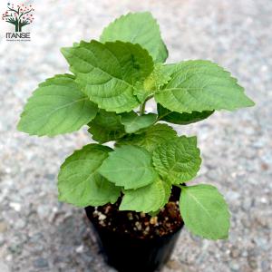 ITANSE しその苗 青じそ 野菜の苗 7....の詳細画像3