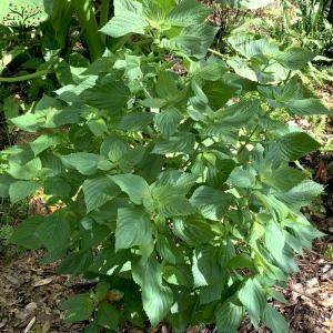 ITANSE しその苗 青じそ 野菜の苗 7....の詳細画像4