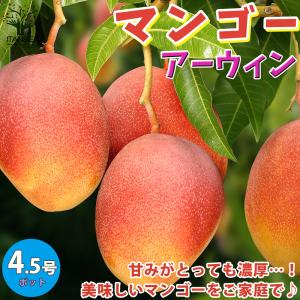 マンゴーの木 アーウィン 1年生接木苗 4.5号ポット苗 沖縄県産 予約