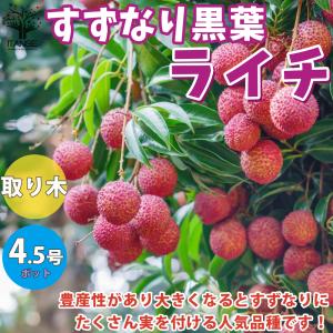 ITANSE ライチの苗木 すずなり黒葉ライチ(コクヨウライチ) 果樹の苗木 取り木苗 13.5cm 1個売り 果樹 果物 栽培 趣味 園芸 ガーデニング 送料無料 イタンセ公式｜itanse