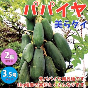 ITANSE パパイヤの苗 美らタイ(チュラタイ) 果樹の苗木 10.5cm お買い得2個セット 果樹 果物 栽培 趣味 園芸 ガーデニング 送料無料 イタンセ公式