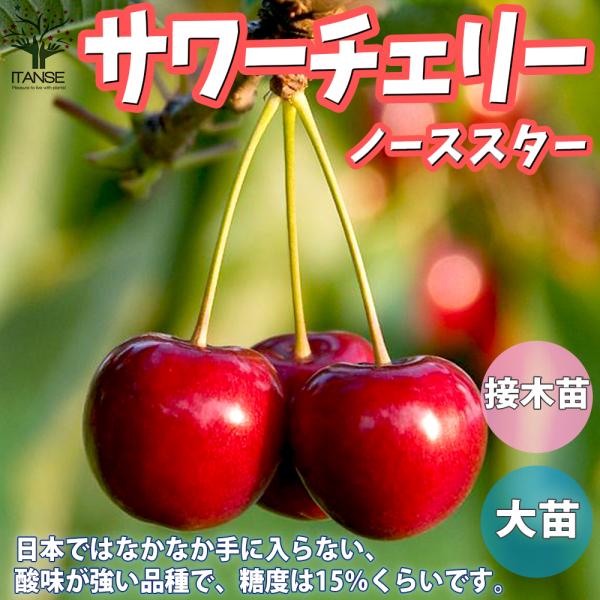 ITANSE サワーチェリーの苗木 ノーススター 果樹の苗木 接木苗 4.5号 1個売り 果樹 果物...