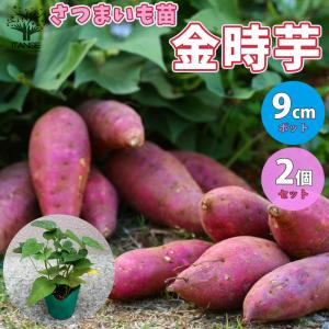 ITANSE さつまいもの苗 金時芋　(きんとき)　つる取り用さつまいも苗 野菜の苗 9cmポット お買い得2個セット 家庭菜園 送料無料 イタンセ公式｜itanse