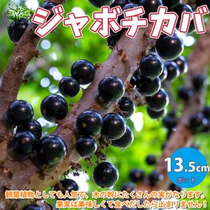 ジャボチカバ 四季成り大玉 1株 トロピカルフルーツ 果樹苗 国華園
