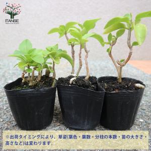 ITANSE オカワカメの苗 長生百薬 野菜の...の詳細画像3