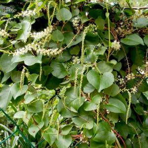 ITANSE オカワカメの苗 長生百薬 野菜の...の詳細画像5