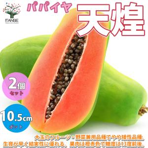 日本花キ流通 マンゴー 苗 紅龍 6号鉢 送料無料 アップルマンゴー 接木
