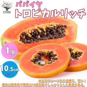 ITANSE パパイヤの苗 トロピカルリッチ 果樹の苗木 3.5号ポット 1個売り 果樹 果物 栽培 趣味 園芸 ガーデニング 送料無料 イタンセ公式