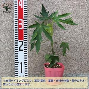 ITANSE パパイヤの苗 トロピカルリッチ ...の詳細画像1