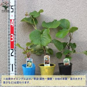 ITANSE 美味しいキウイの苗木 雄雌セット...の詳細画像1