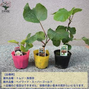 ITANSE 美味しいキウイの苗木 雄雌セット...の詳細画像2