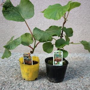 ITANSE 美味しいキウイの苗木 雄雌セット...の詳細画像4