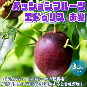 ITANSE パッションフルーツの苗 品種:エドゥリス赤紫 果樹の苗木 10.5cm 1個売り 果樹 果物 栽培 趣味 園芸 ガーデニング 送料無料 イタンセ公式
