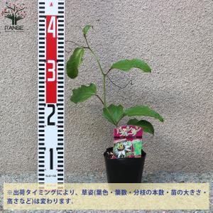 ITANSE パッションフルーツの苗 品種:エ...の詳細画像1