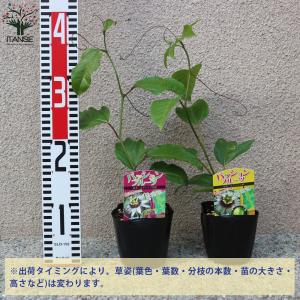 ITANSE パッションフルーツの苗 紫と黄色...の詳細画像1